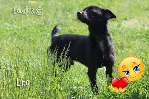 Lino